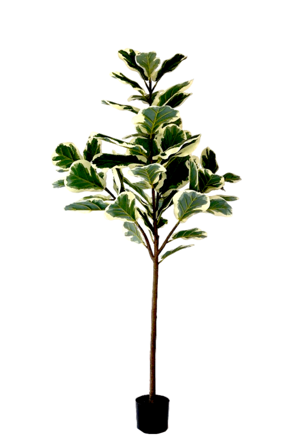 NEVERLEAFS KÜNSTLICHE FICUS LYRATA DELUXE 160 CM