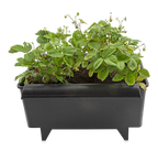  AARDBEIENBAK 11 LITER 40.2 X 32.3 X 22.6 CM