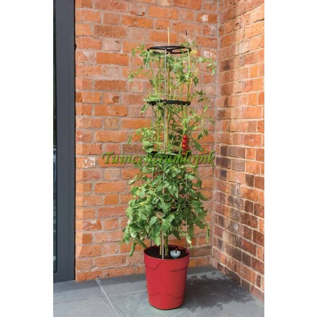  ZELF BEWATERENDE POT 11 LITER ROOD
