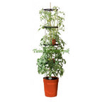  ZELF BEWATERENDE POT 11 LITER ROOD