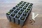 28 CELL DEEP ROOT PLANT CELLS