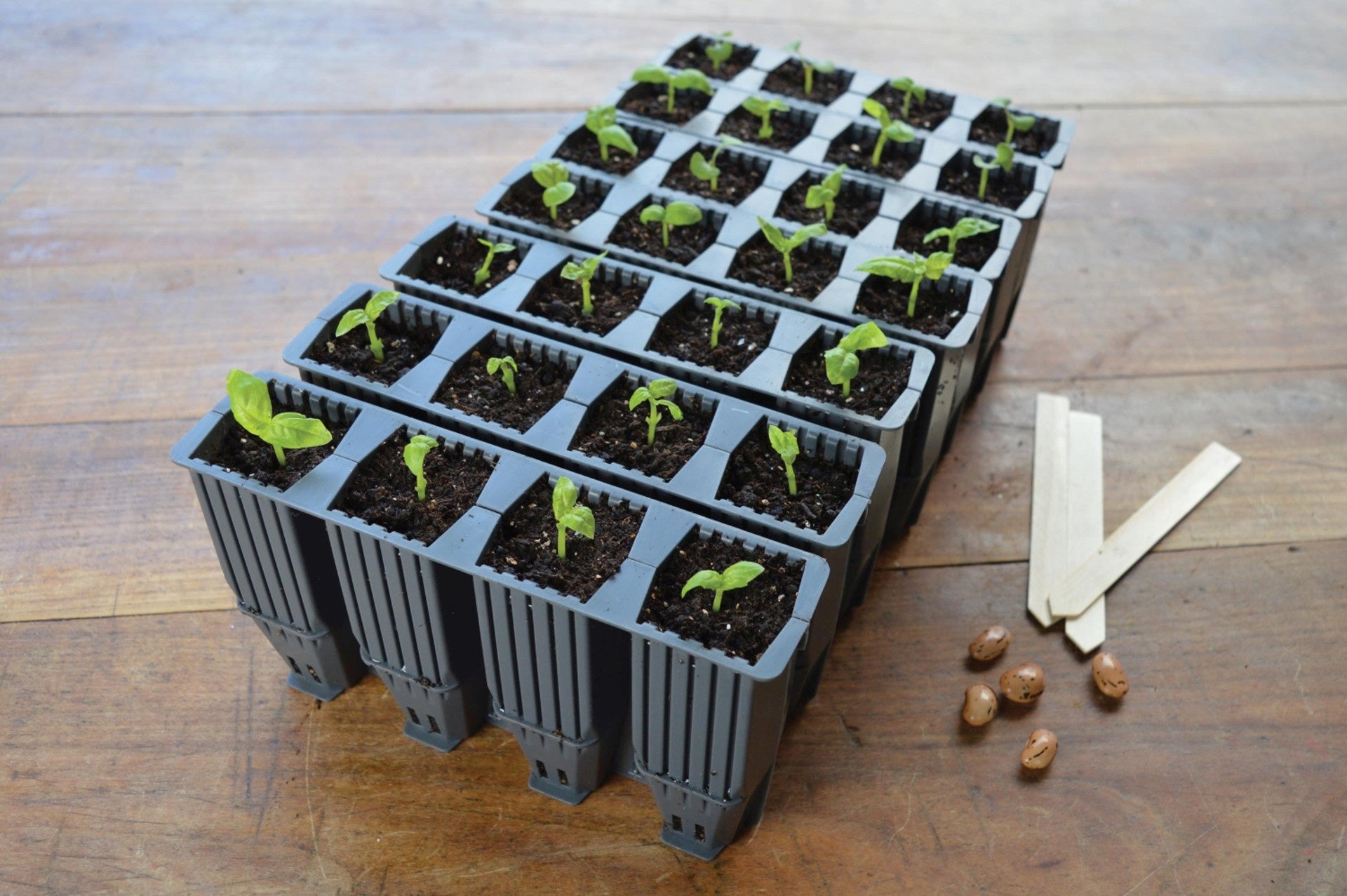 28 CELL DEEP ROOT PLANT CELLS