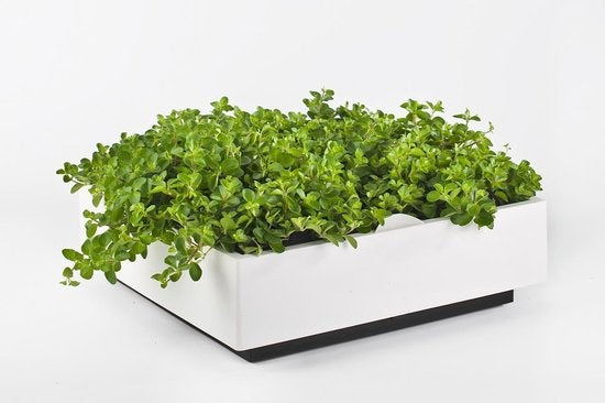 greenwall verticale tuin wit
