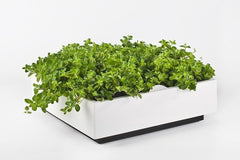 greenwall verticale tuin wit
