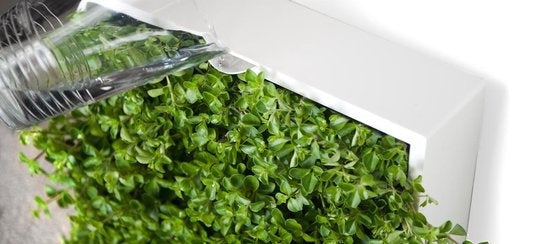 greenwall verticale tuin grijs