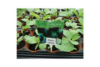 WITTE PLANTENLABELS T-VORM 10 STUKS
