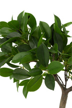 Ginseng Ficusboom in Pot Plastic Groen/Zwart Klein