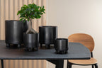 Ginseng Ficusboom in Pot Plastic Groen/Zwart Klein