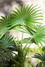 Palmboomventilator in pot plastic groen